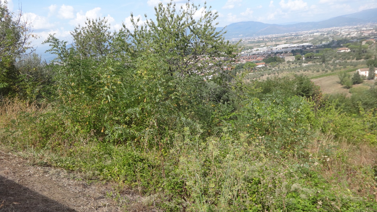 Terreno in vendita a Carmignano