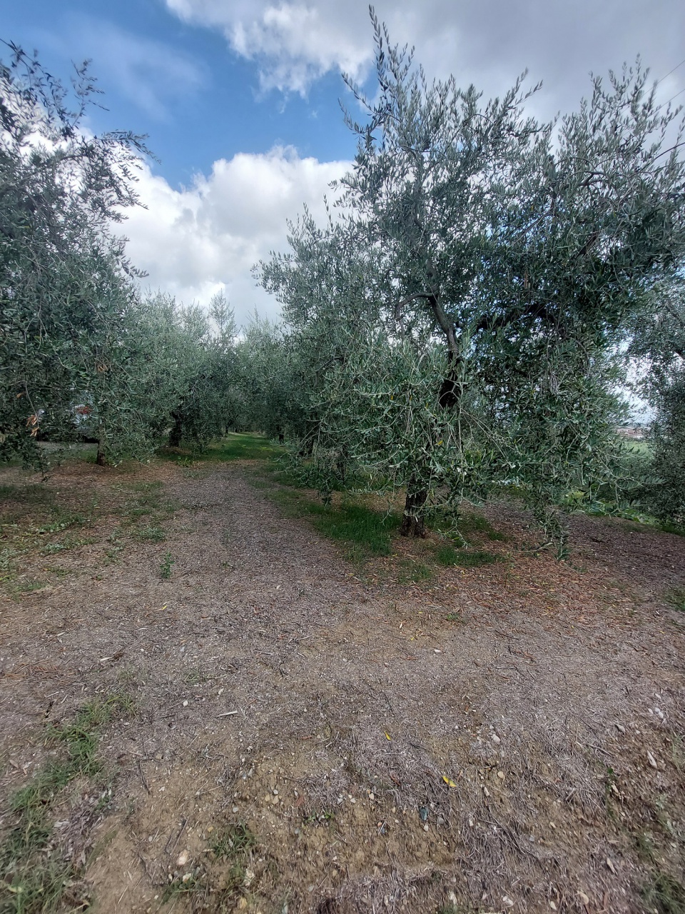 Terreno in vendita a Quarrata