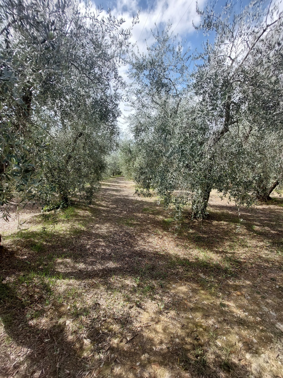 Terreno in vendita a Quarrata