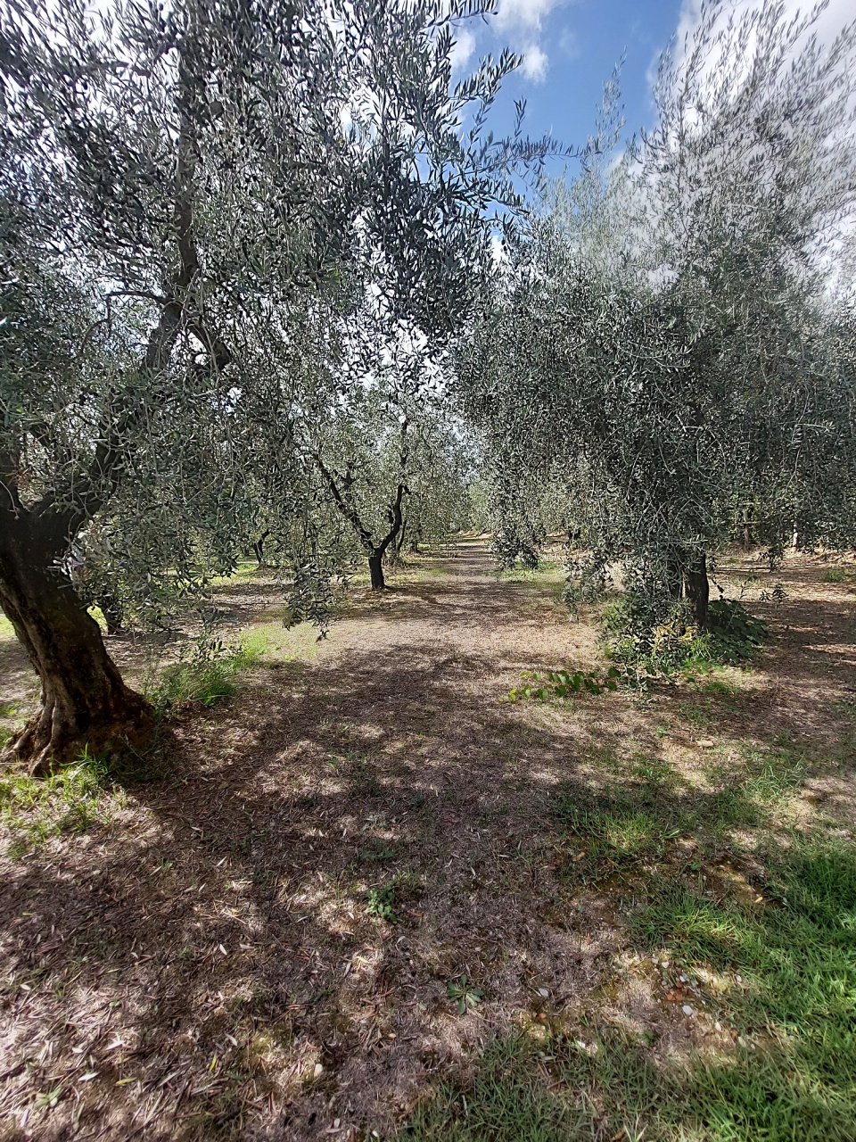 Terreno in vendita a Quarrata