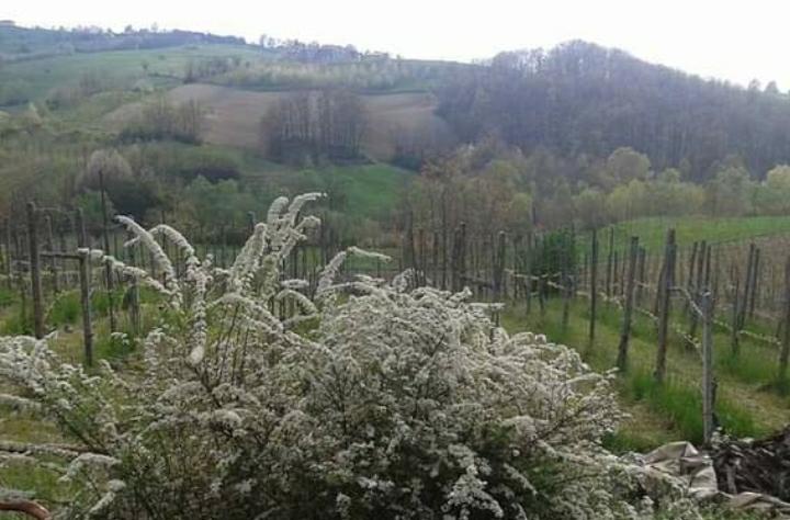 Villa con giardino in via principale, Colli Verdi