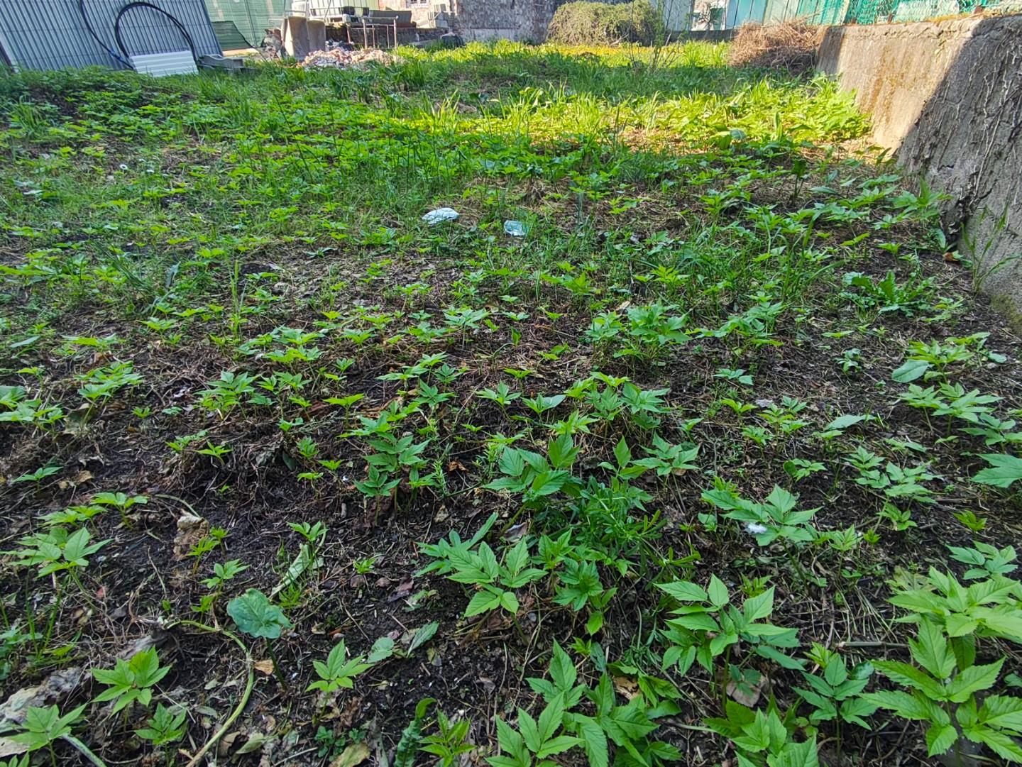 Casa indipendente con giardino, Capannori lunata