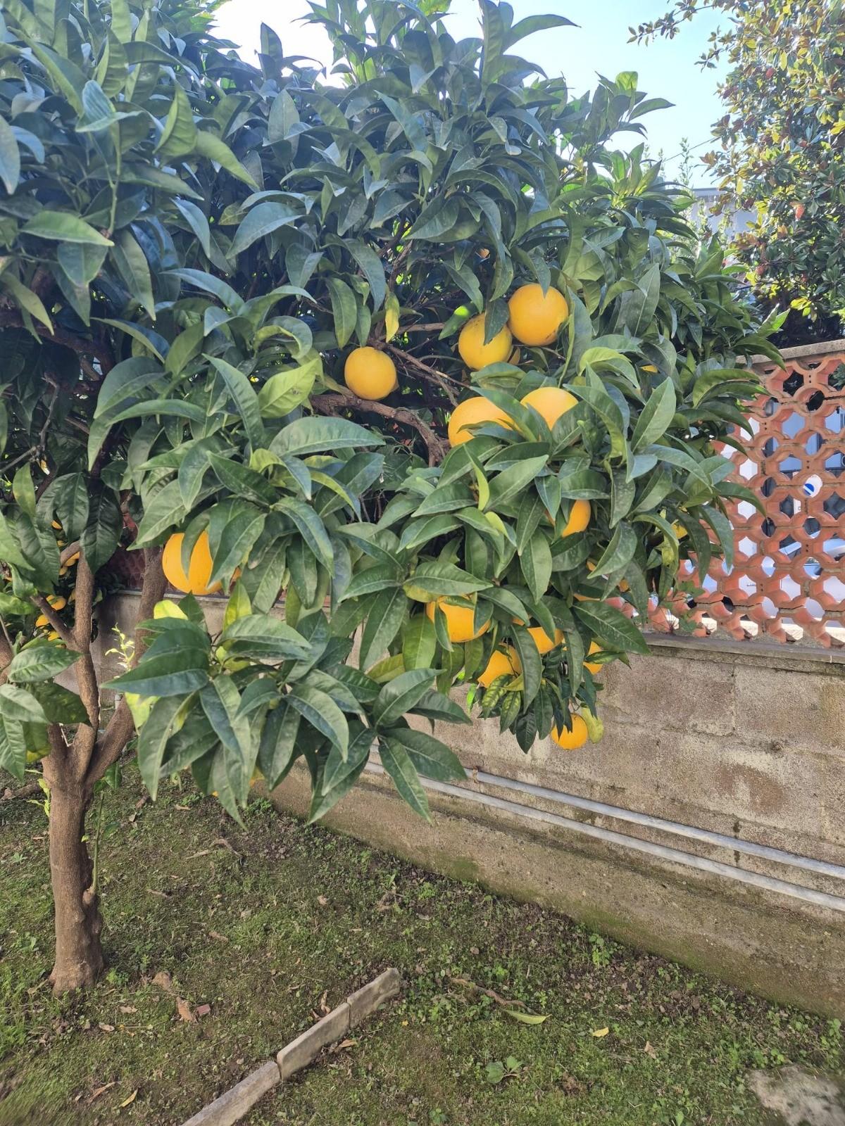 Trilocale arredato in affitto, Carrara marina di