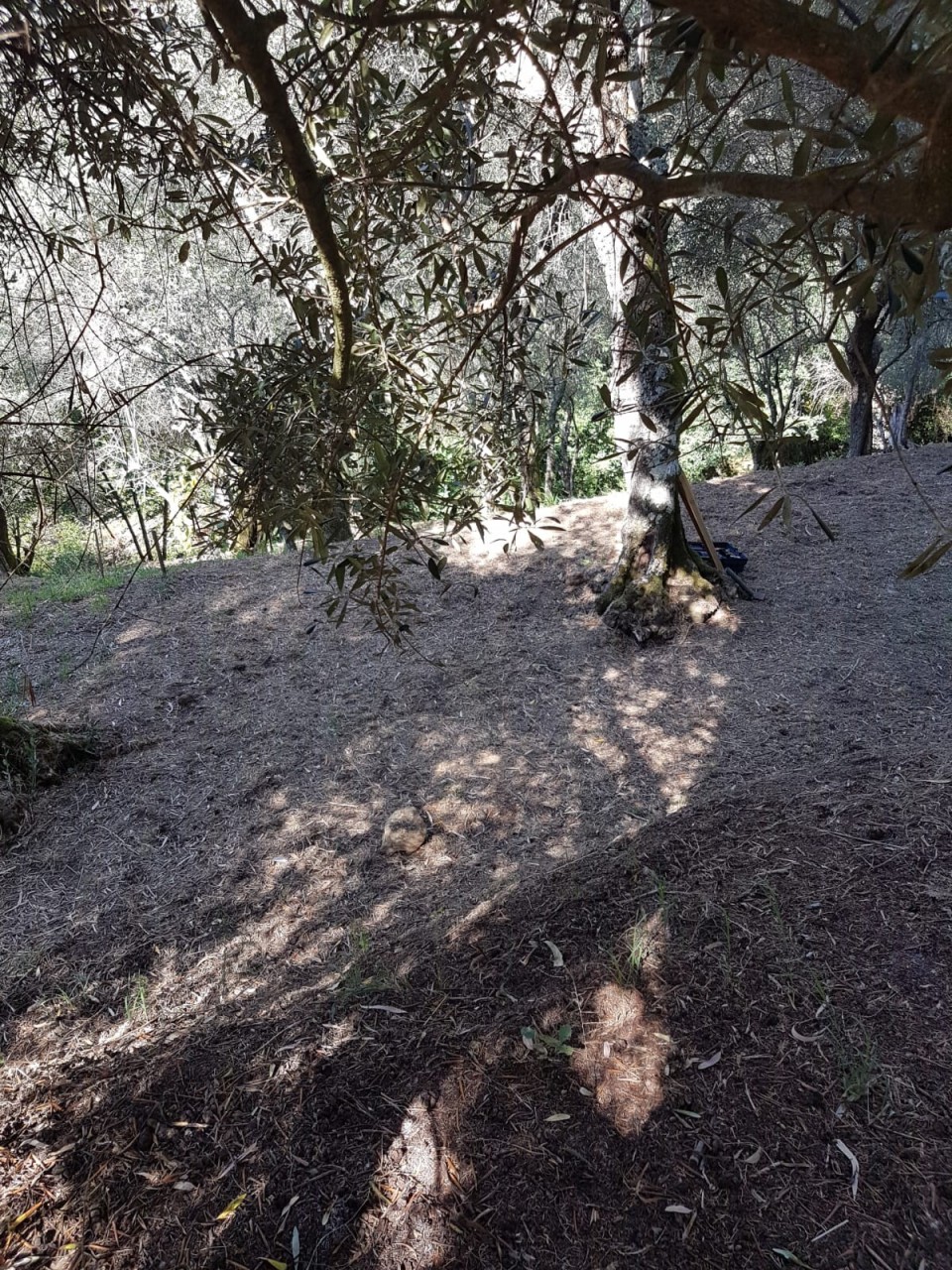 Terreno in vendita a Massarosa