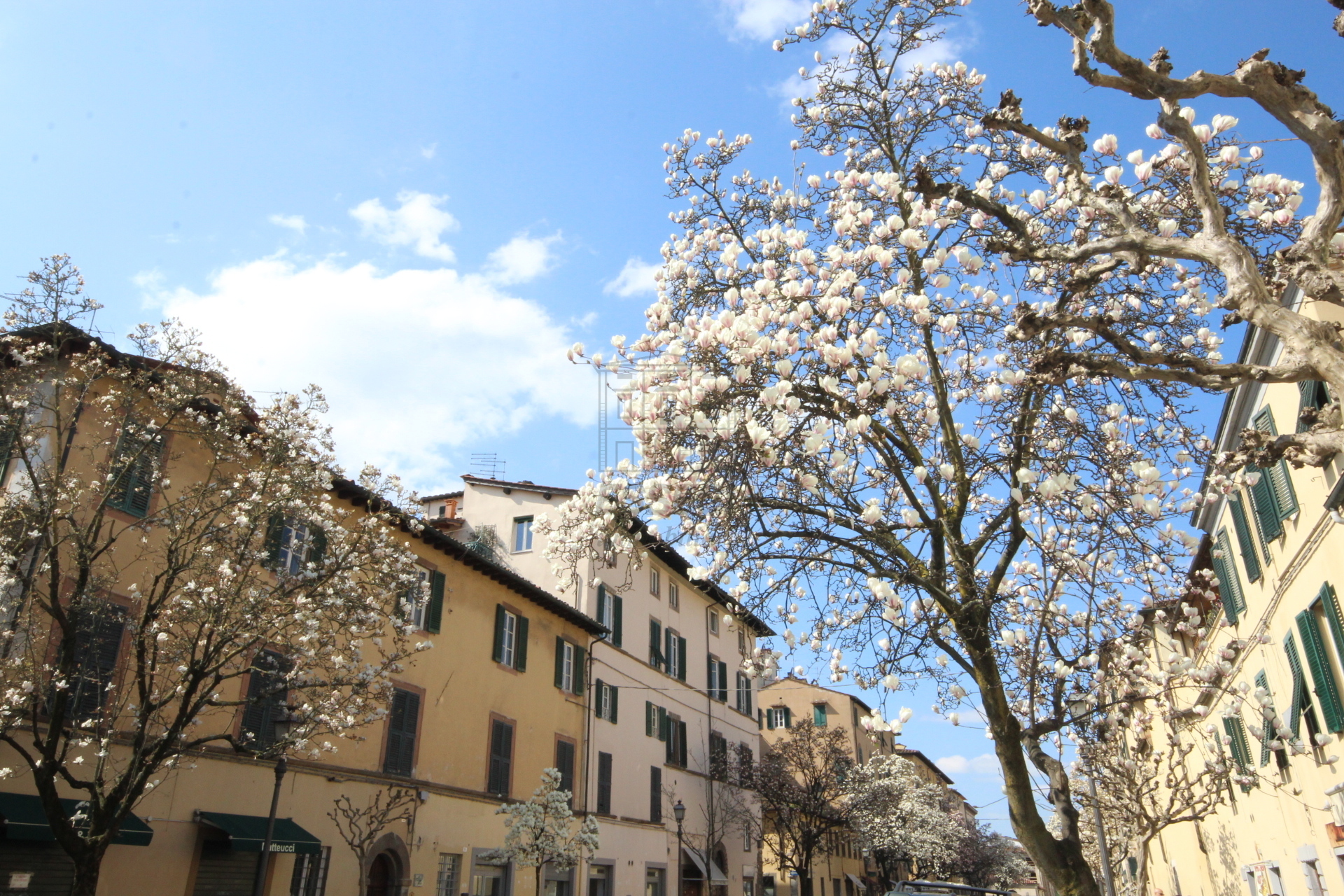 Locale commerciale in affitto, Lucca centro storico