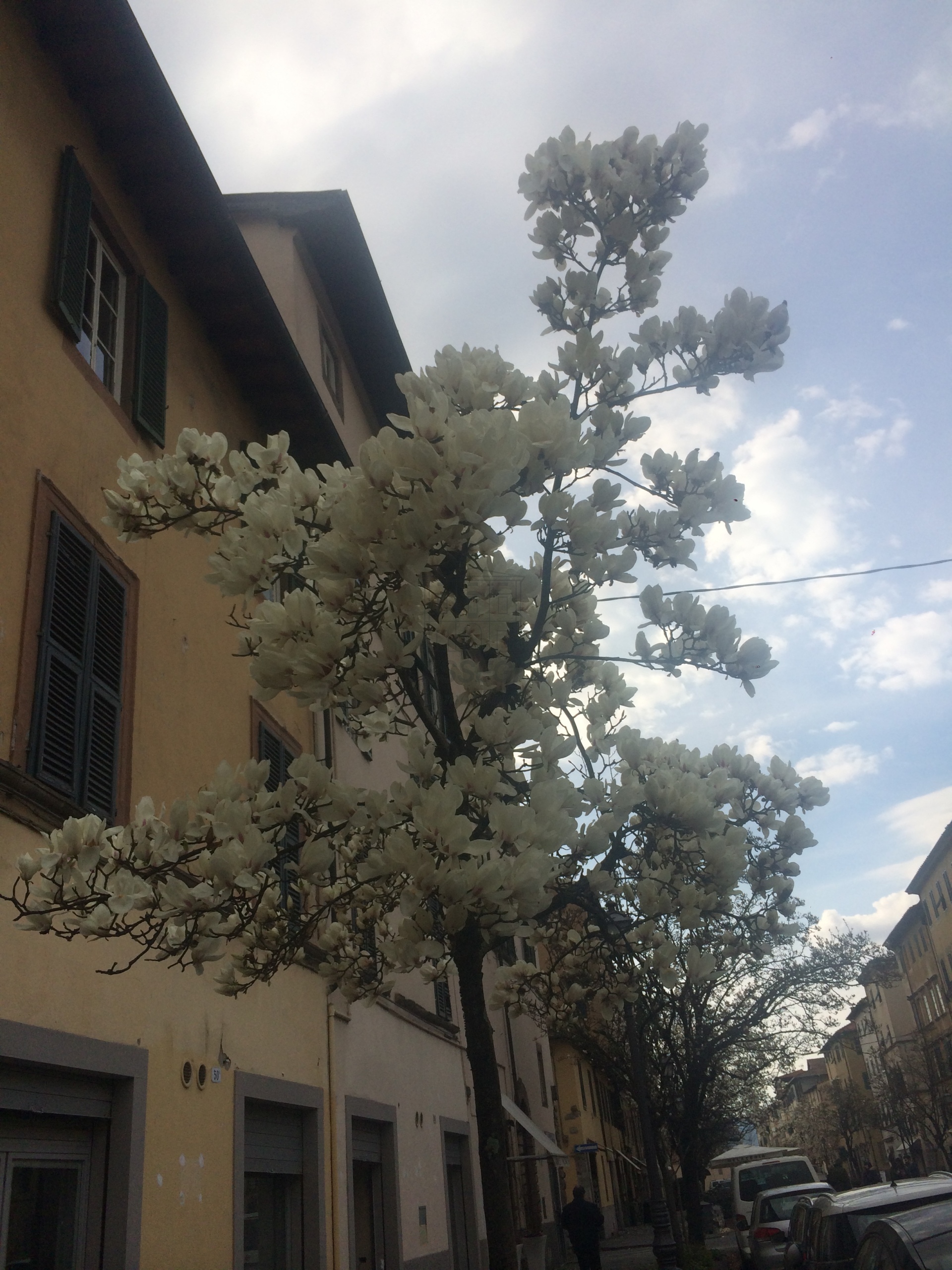 Locale commerciale in affitto, Lucca centro storico