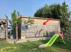 immagine annuncio 2 di 6