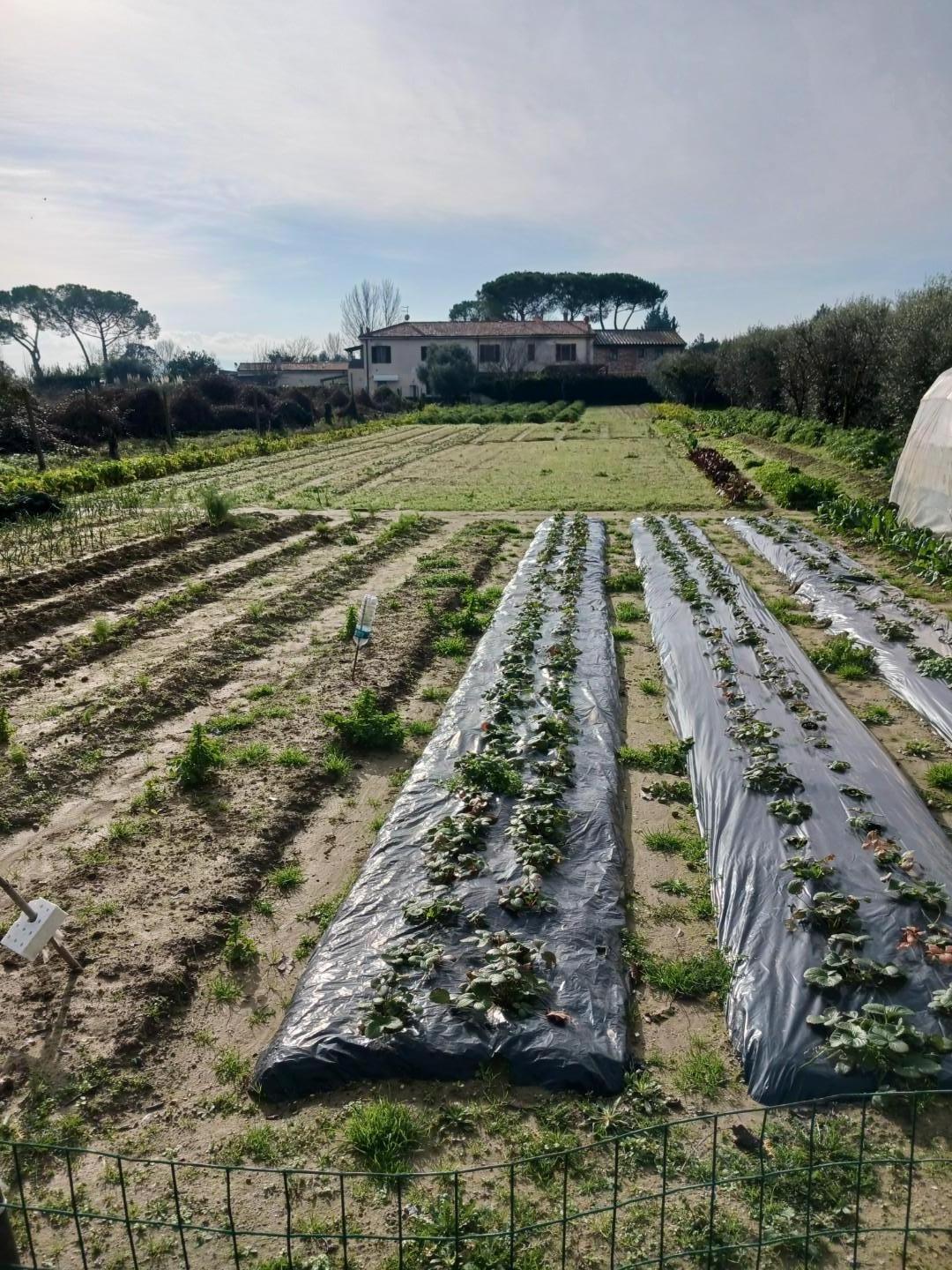 Terreno Agricolo in vendita, Pisa ospedaletto