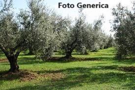 Terreno Agricolo in vendita a Buti