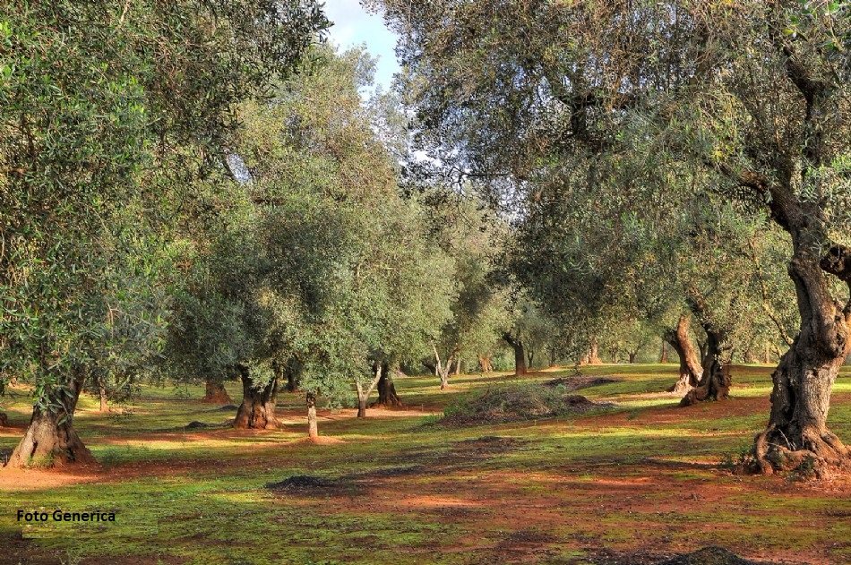 Terreno Agricolo in vendita a Buti