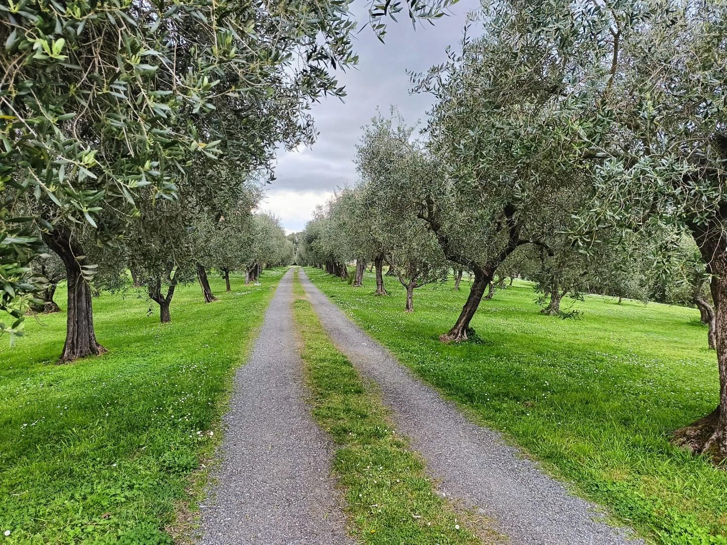 Villa con giardino a Pisa