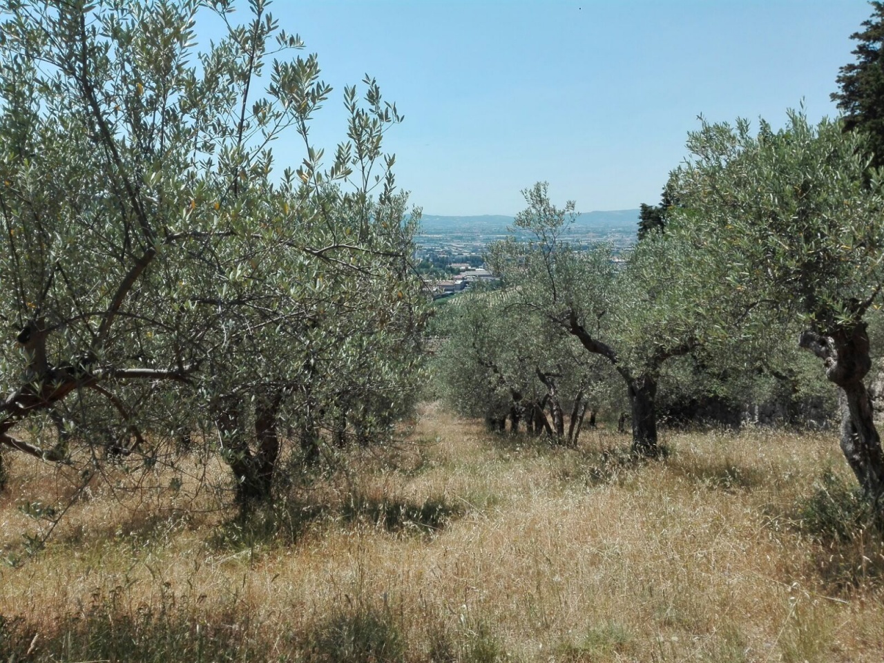 Terreno Agricolo in vendita a Calenzano