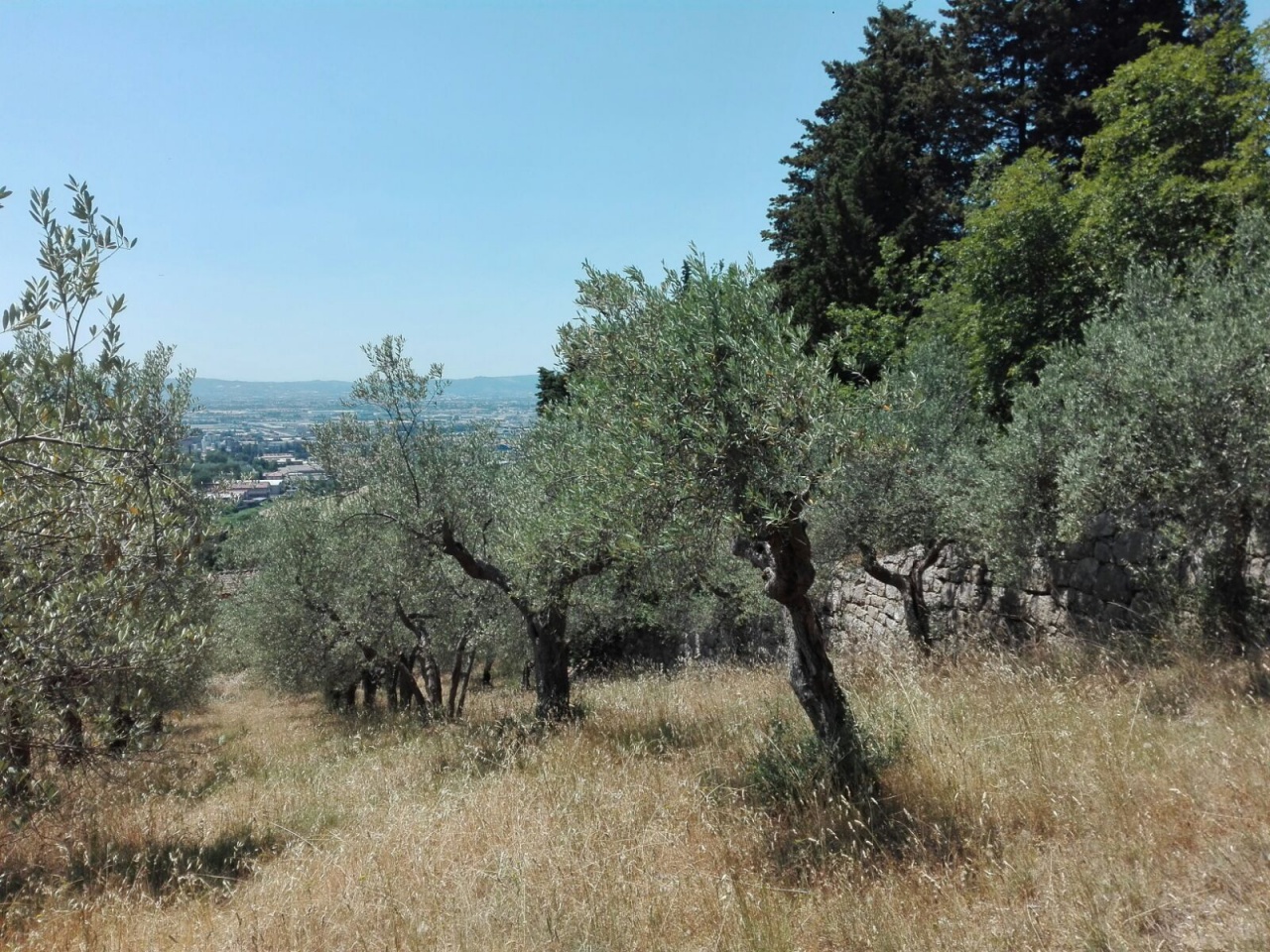 Terreno Agricolo in vendita a Calenzano
