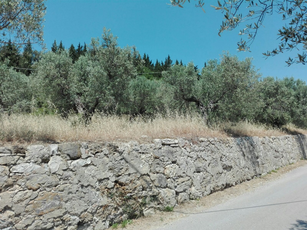 Terreno Agricolo in vendita a Calenzano