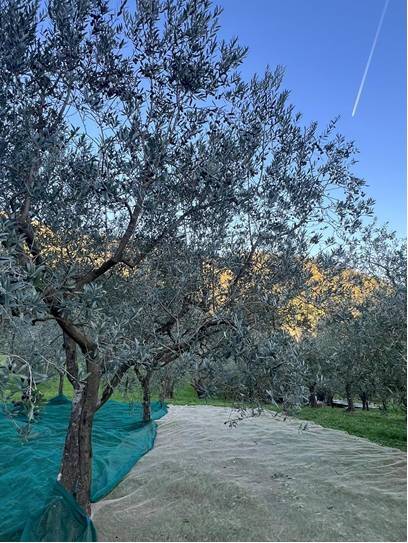 Terreno Agricolo in vendita a Calenzano, Secciano
