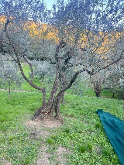 Terreno Agricolo in vendita a Calenzano, Secciano