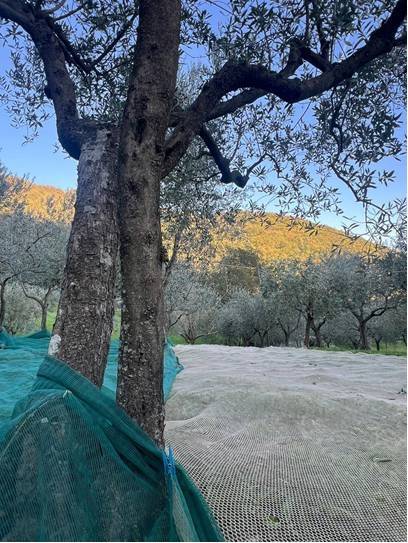 Terreno Agricolo in vendita a Calenzano, Secciano
