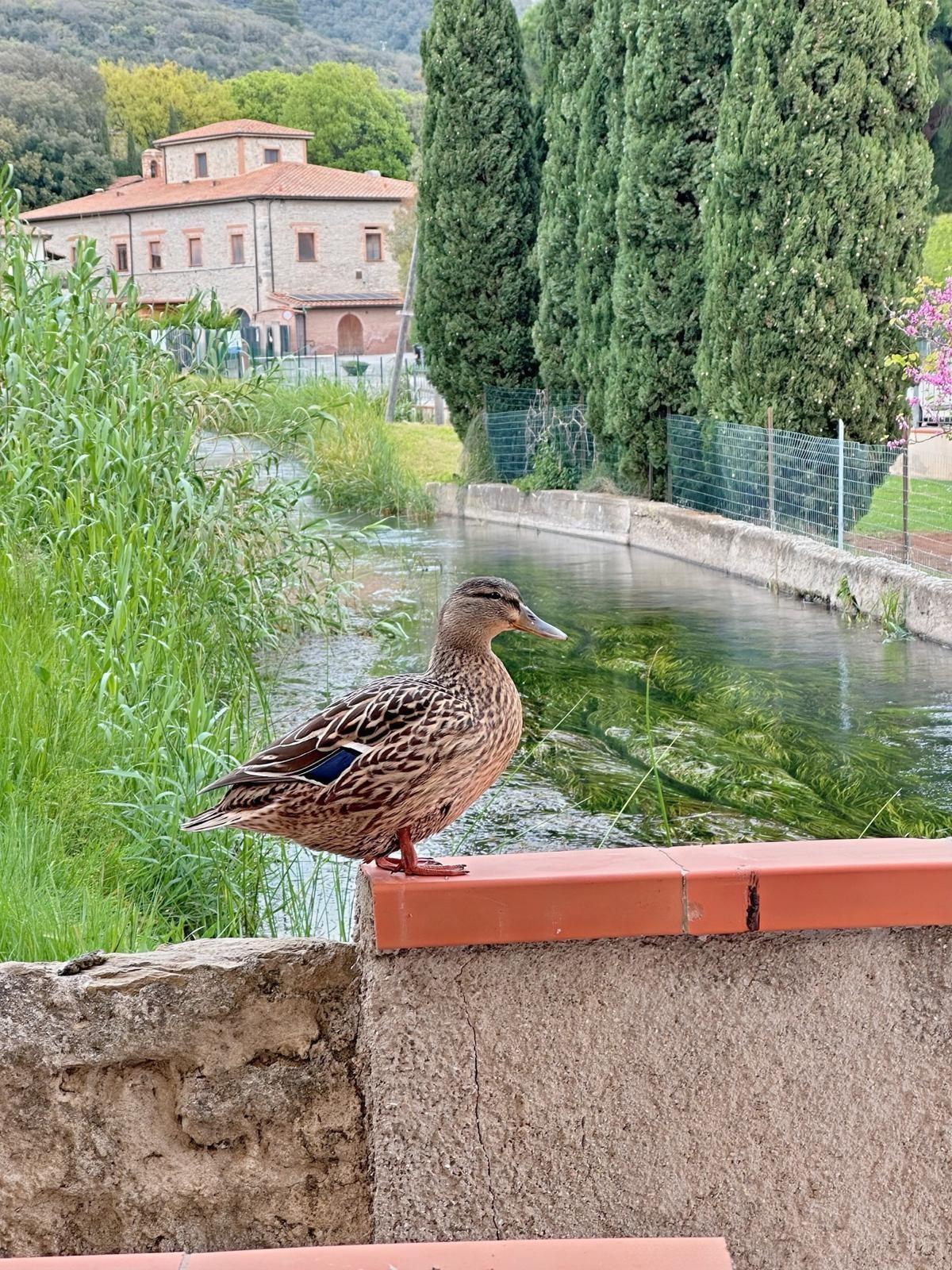 Bilocale in vendita, Campiglia Marittima venturina