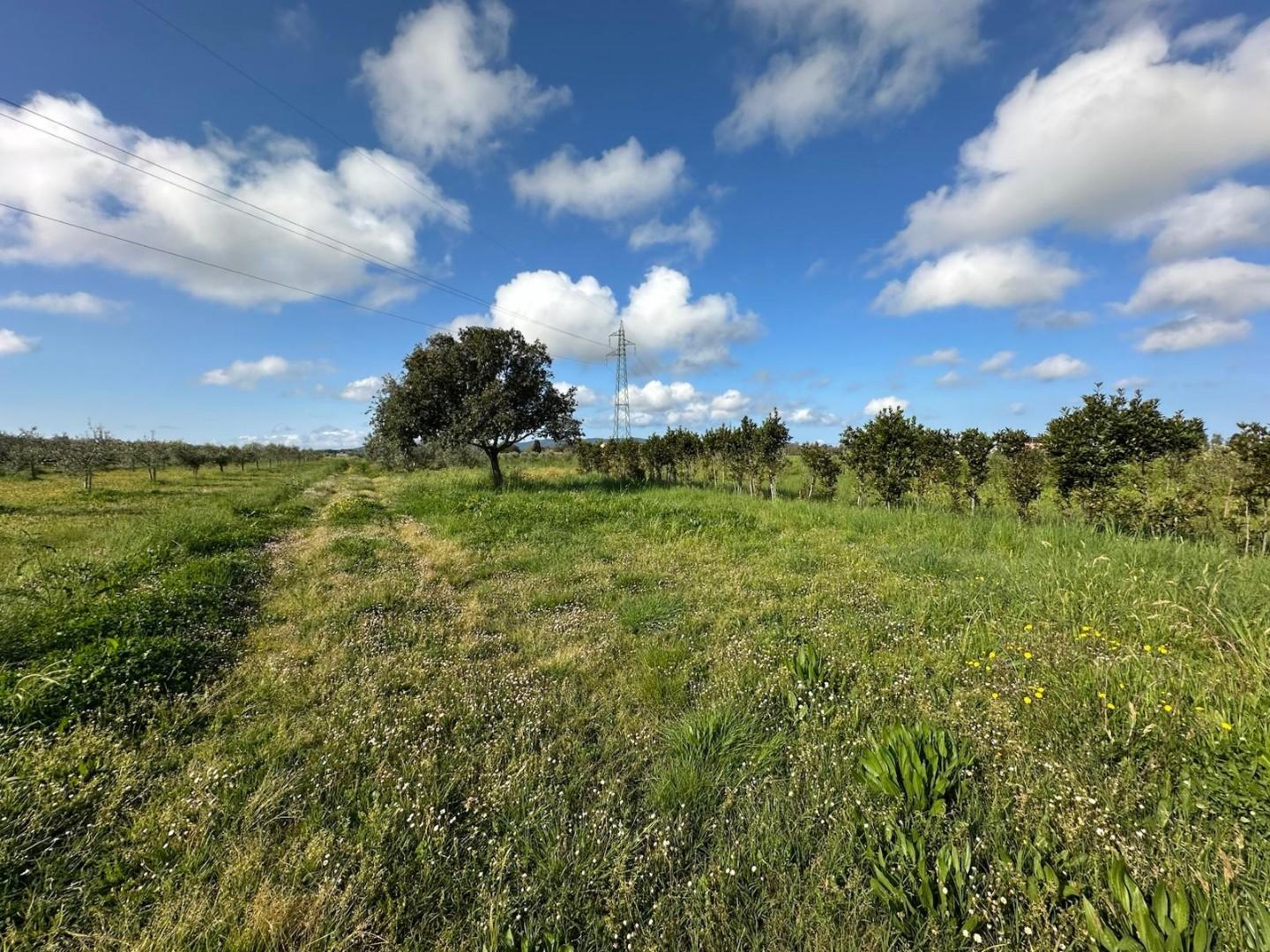 Terreno Agricolo in vendita, Campiglia Marittima campiglia stazione