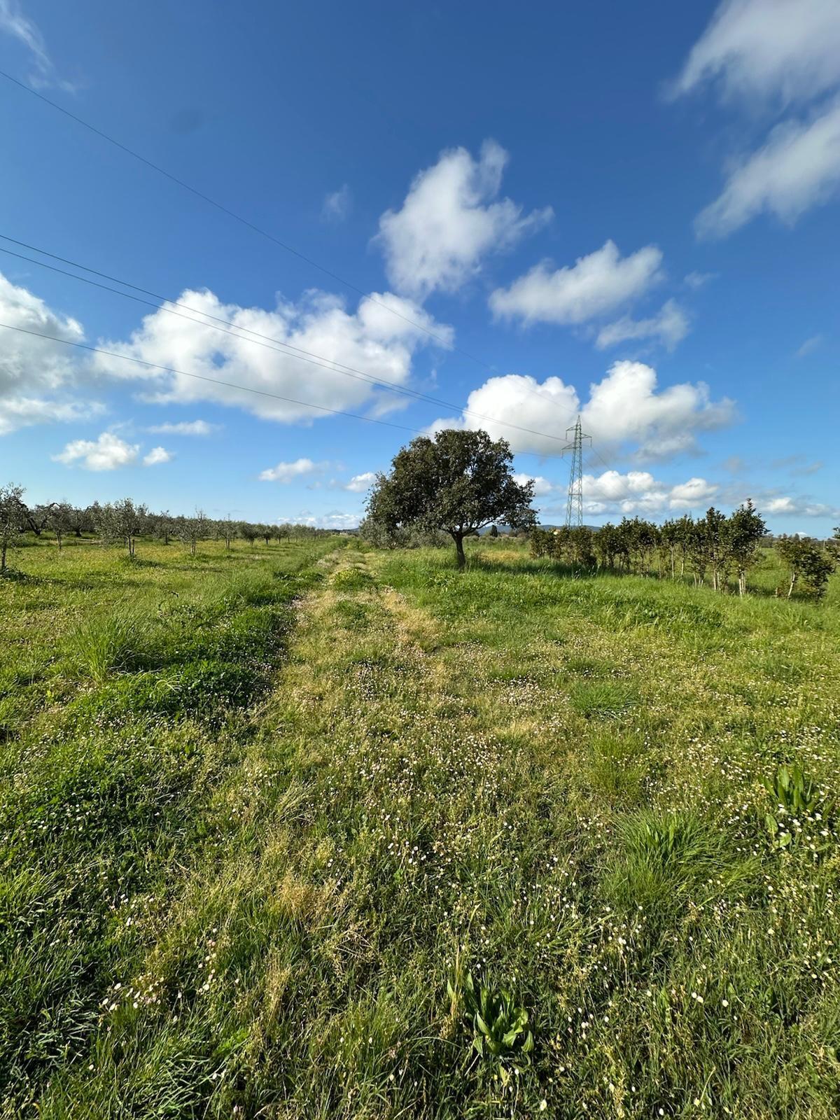 Terreno Agricolo in vendita, Campiglia Marittima campiglia stazione