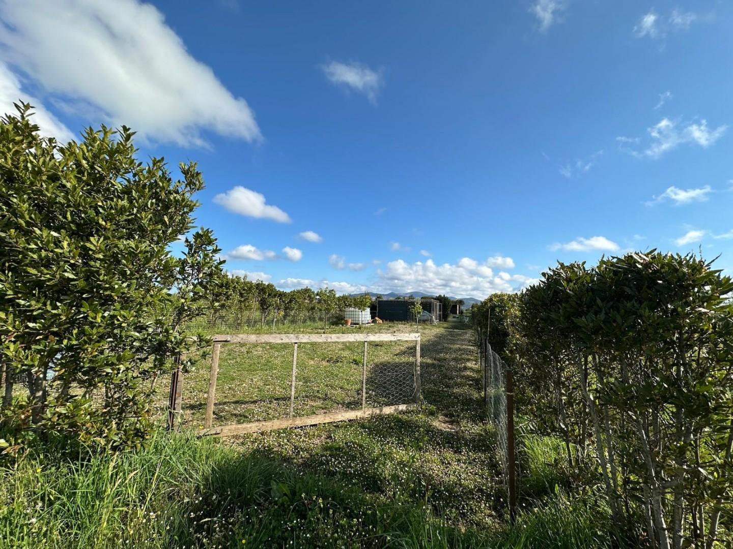 Terreno Agricolo in vendita, Campiglia Marittima campiglia stazione