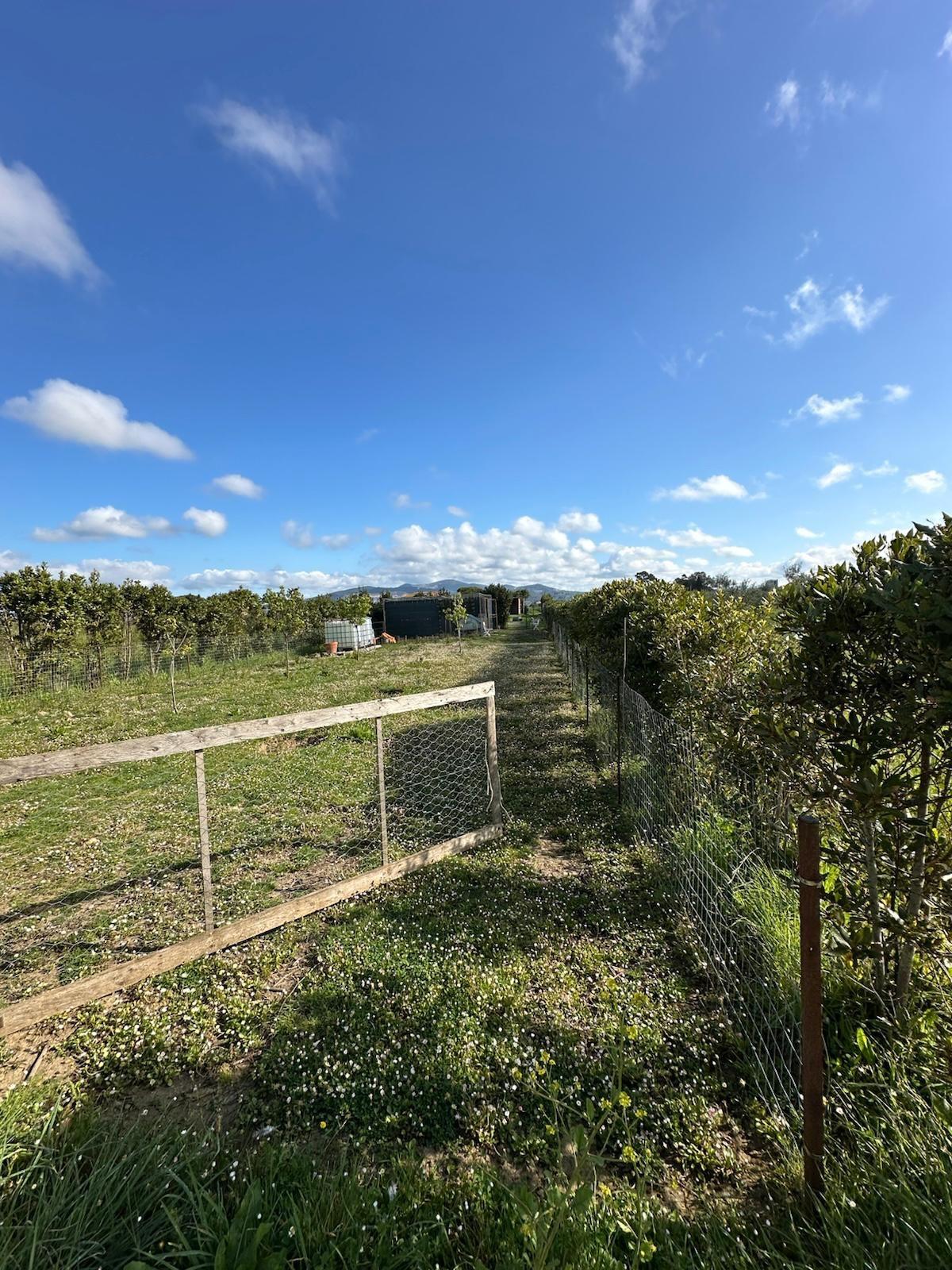 Terreno Agricolo in vendita, Campiglia Marittima campiglia stazione