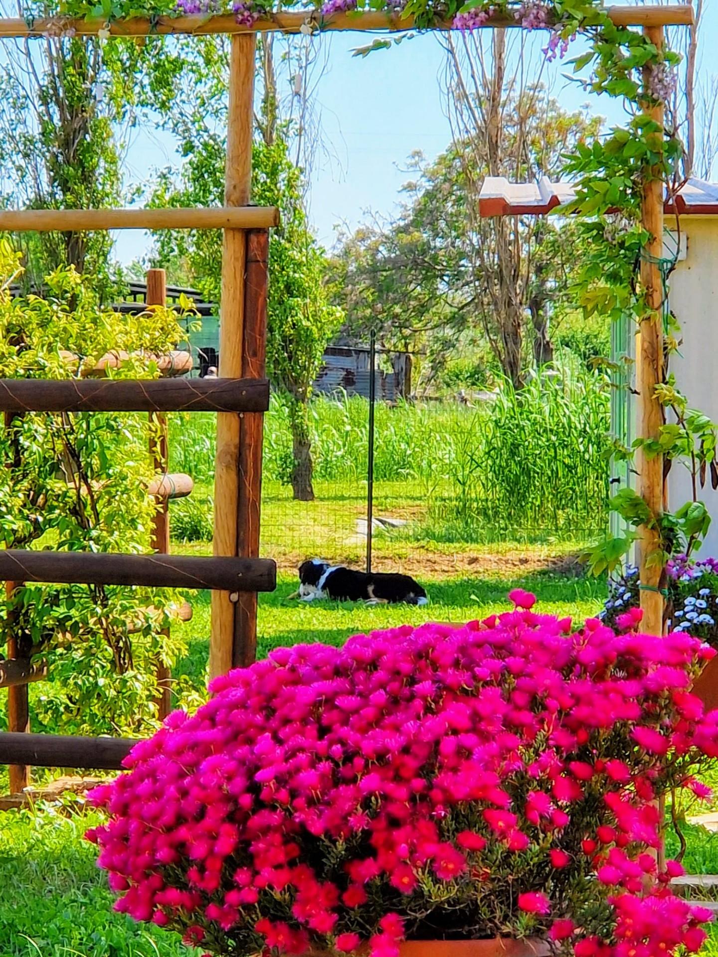 Casa indipendente con giardino, Campiglia Marittima venturina