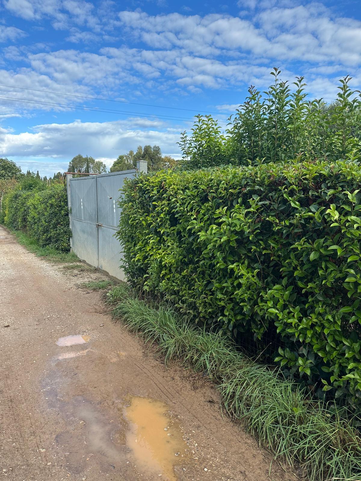 Terreno Agricolo in vendita, Campiglia Marittima venturina