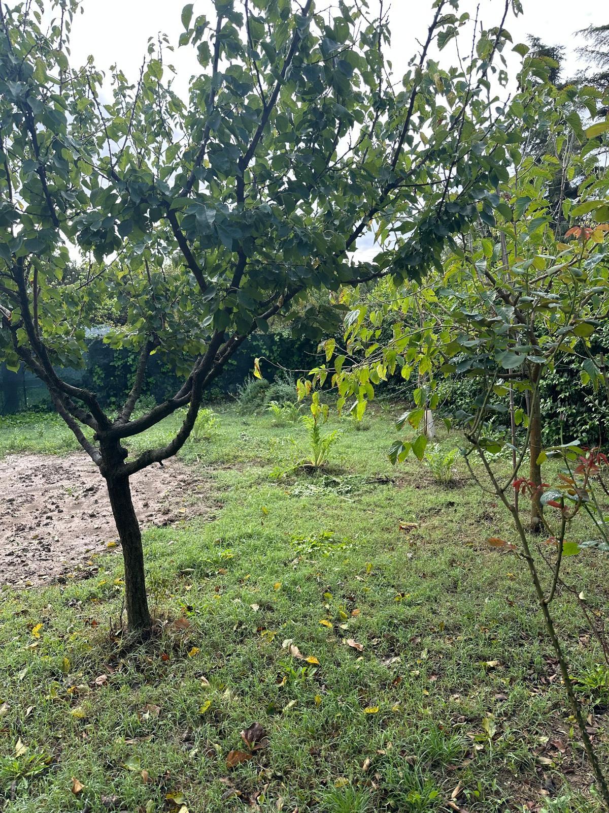 Terreno Agricolo in vendita, Campiglia Marittima venturina