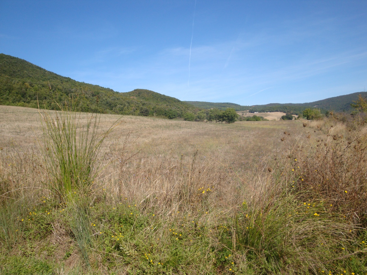 Terreno in vendita a Riparbella