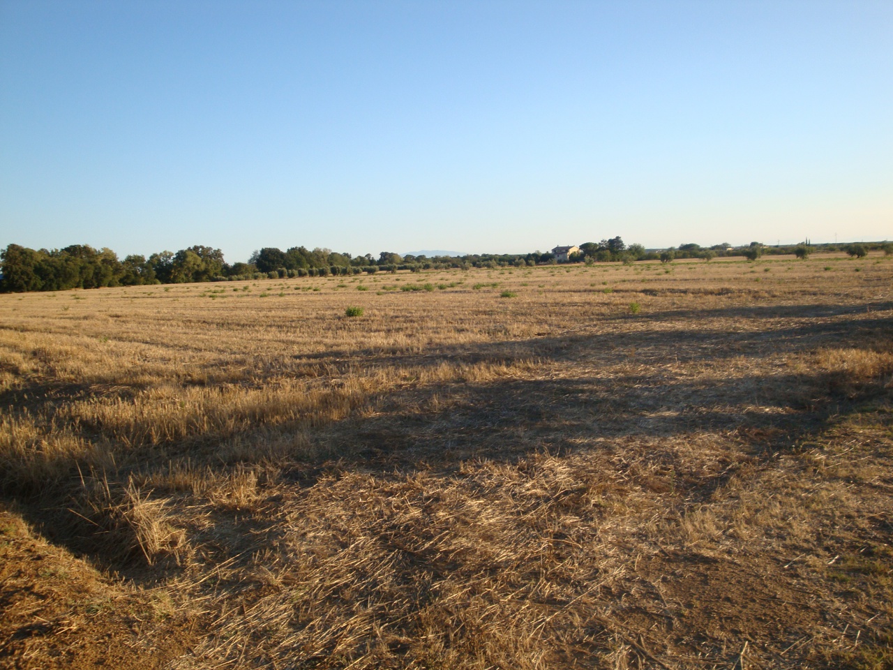 Terreno in vendita a Bibbona