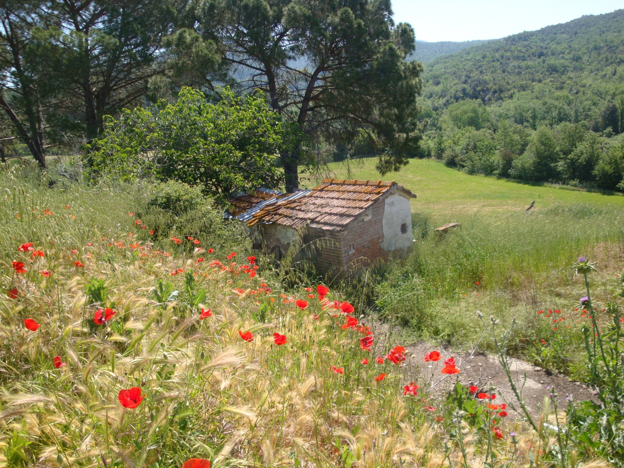 Attivit commerciale in vendita a Montecatini Val di Cecina
