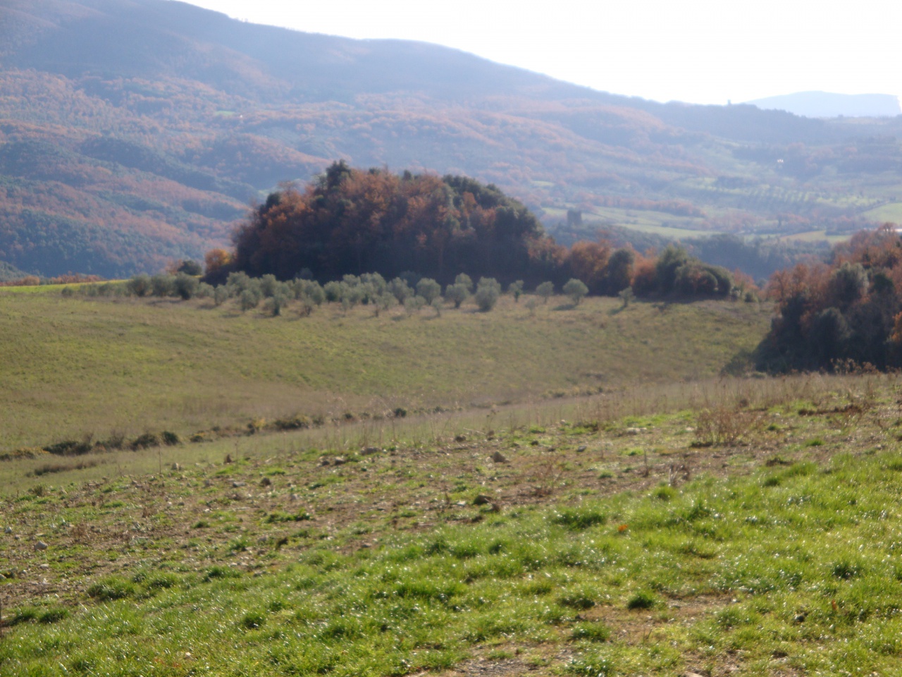 Terreno in vendita a Pomarance