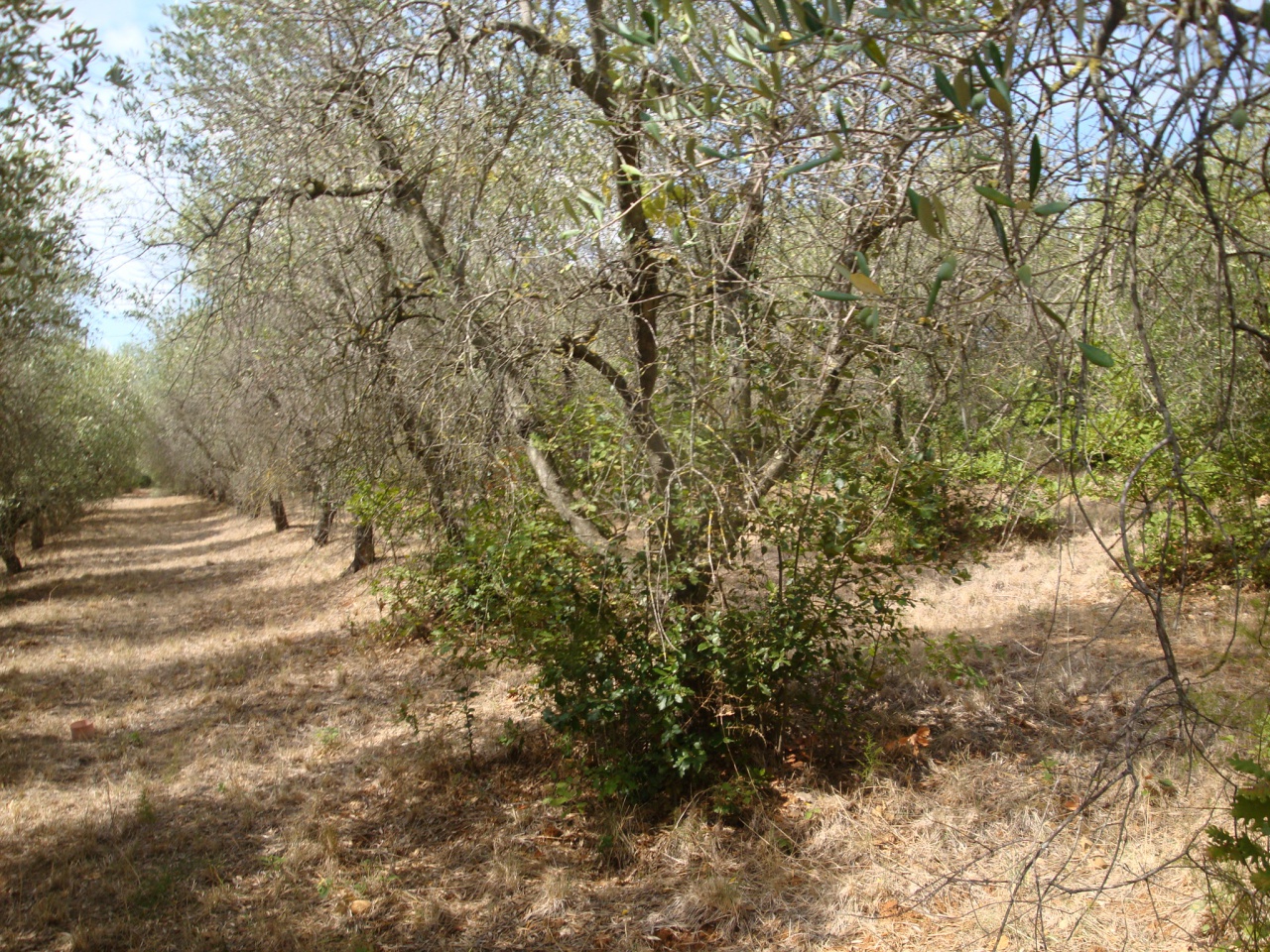 Rustico in vendita a Bibbona