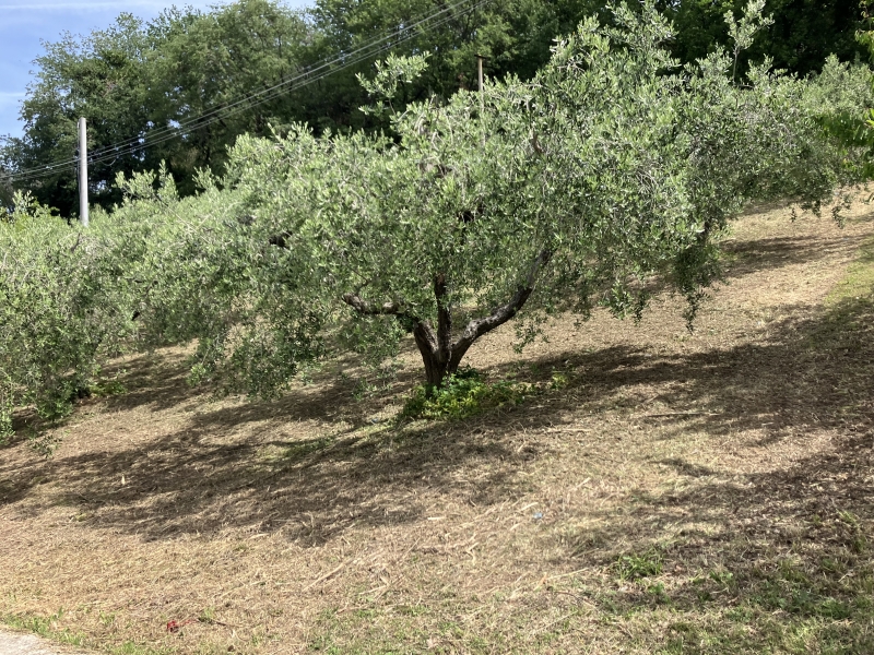 Terreno nuovo a Vasto