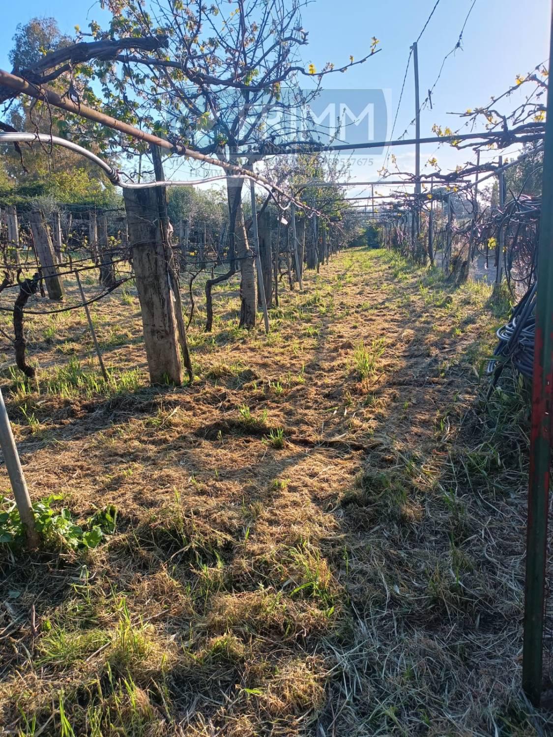 Terreno Agricolo in vendita a San Cesareo