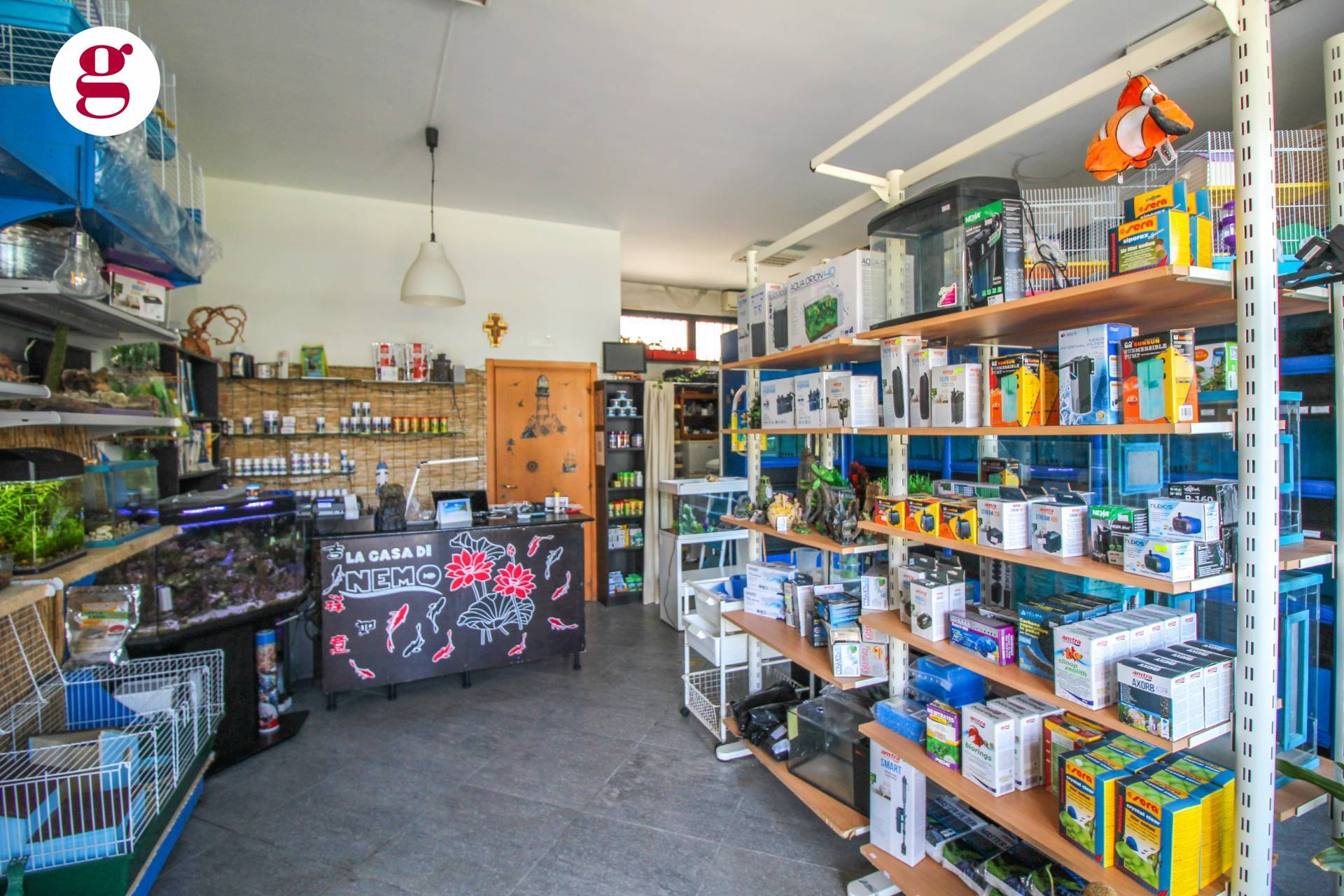 immagine annuncio 9 di 10