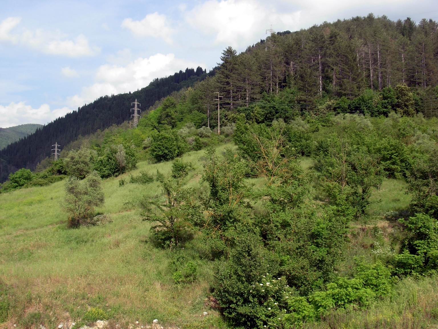 Terreno in vendita in via forlivese, Pelago