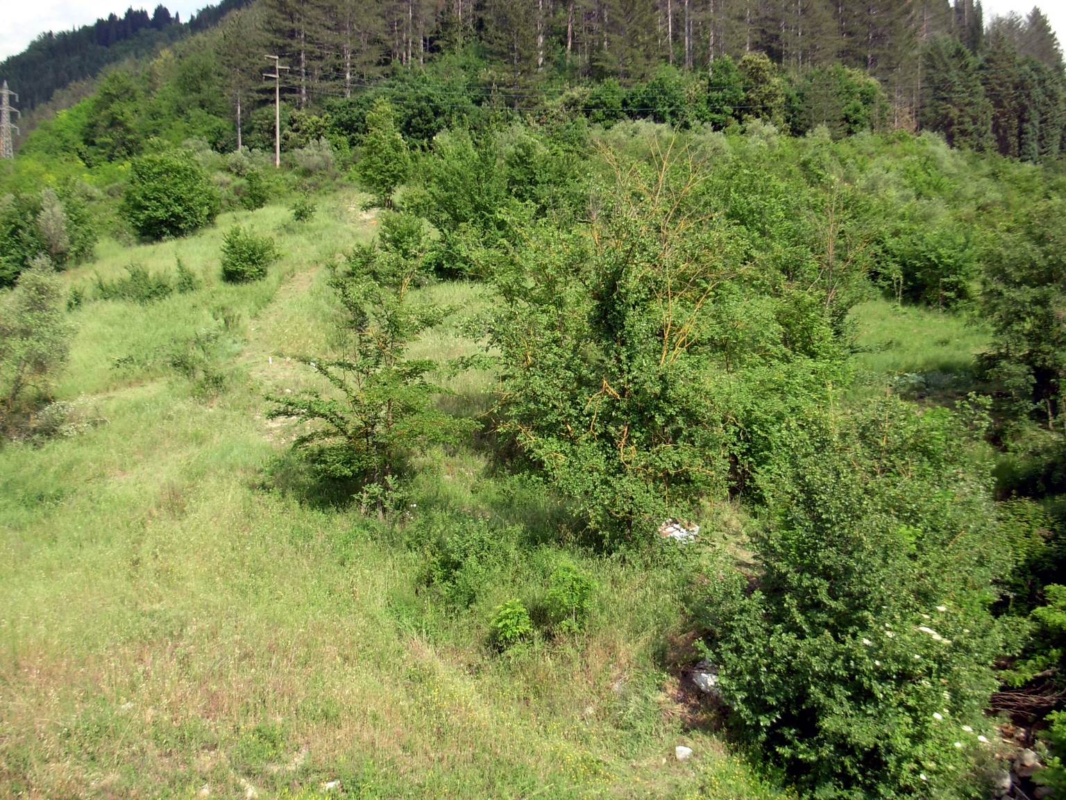 Terreno in vendita in via forlivese, Pelago