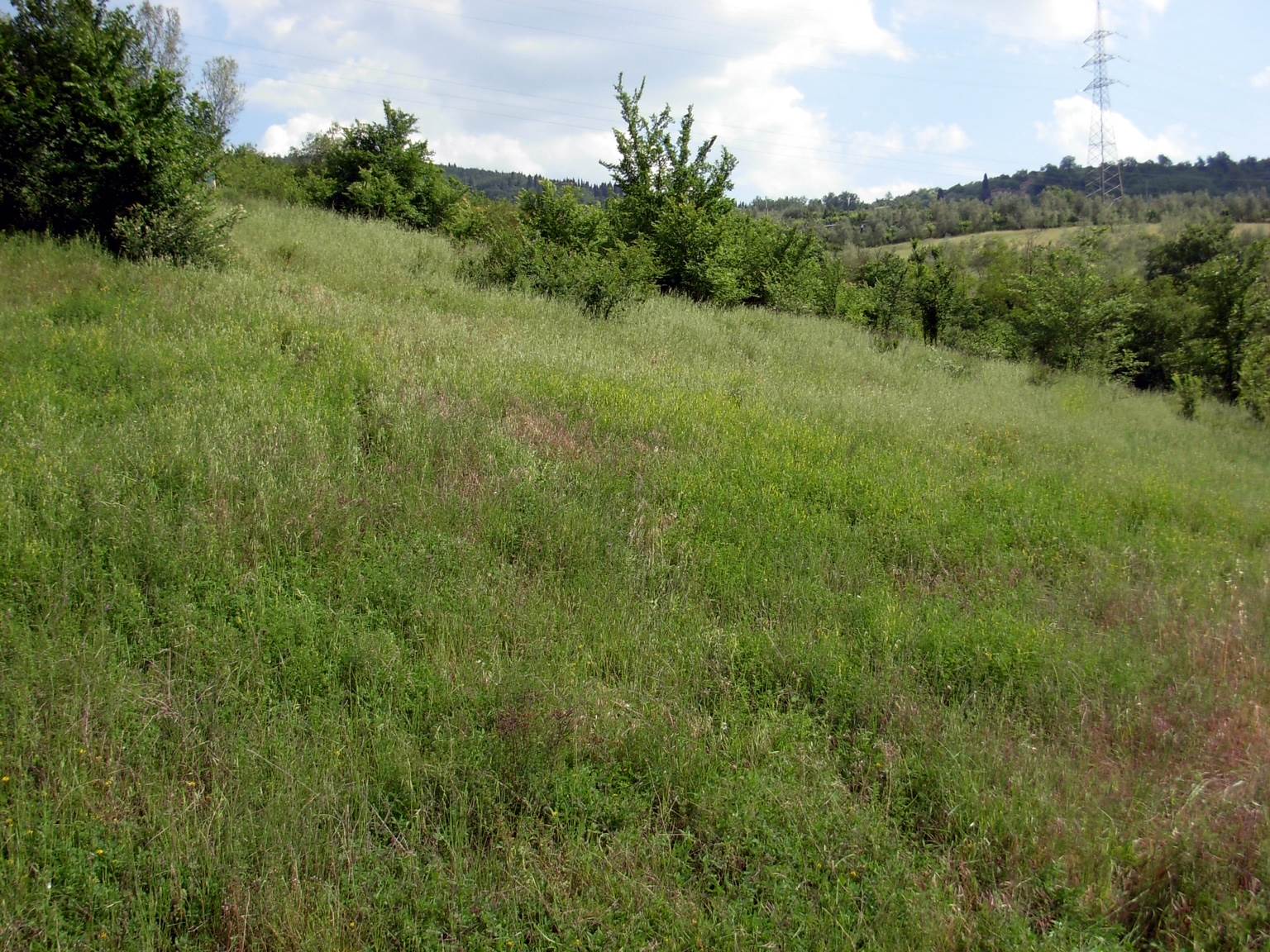 Terreno in vendita in via forlivese, Pelago