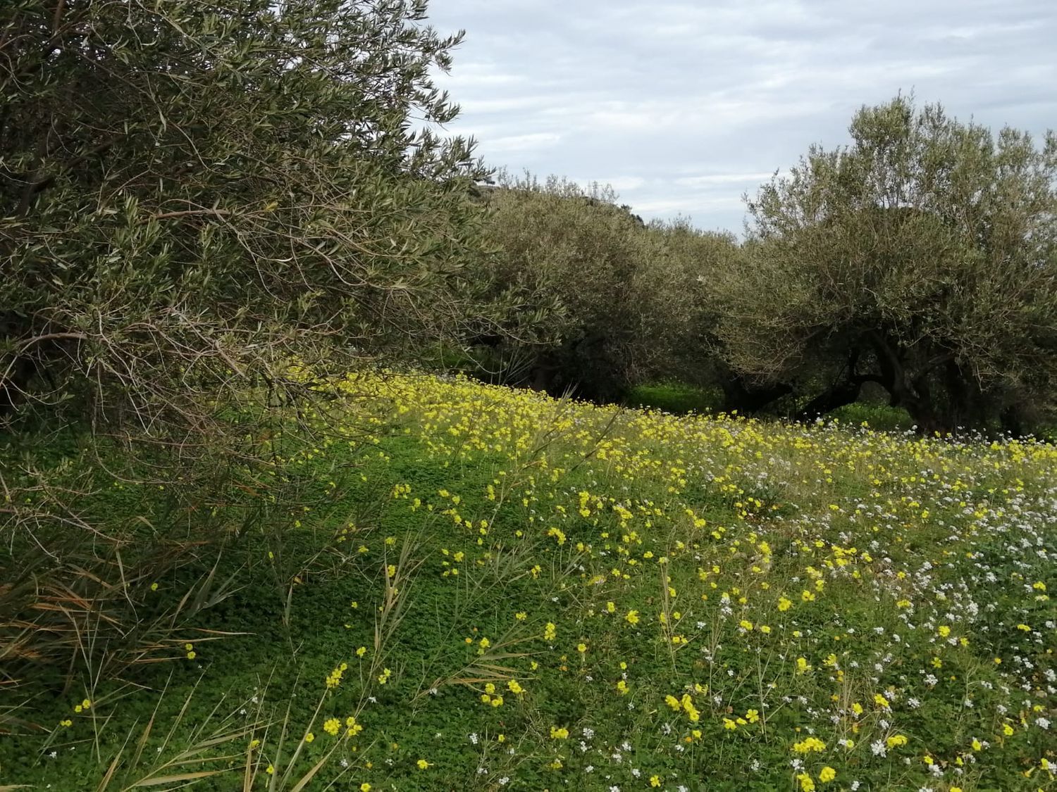 Terreno vista mare in contrada figurella 0, Termini Imerese