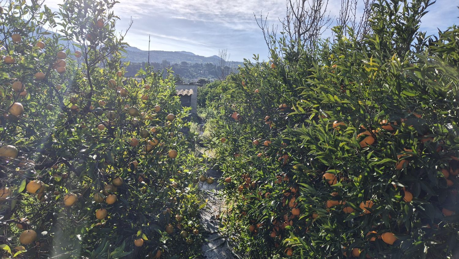 Terreno in vendita in piana calzata 0, Campofelice di Roccella