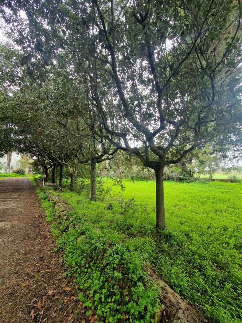 Villa con giardino a San Pietro Vernotico