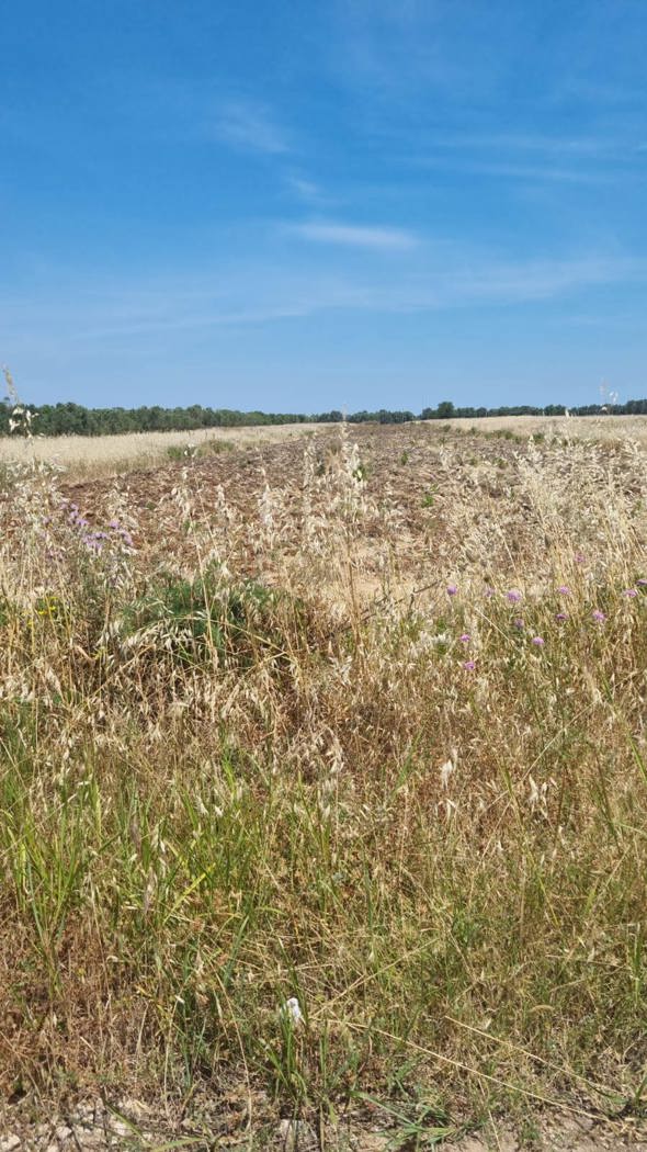 Terreno Agricolo in vendita a Brindisi