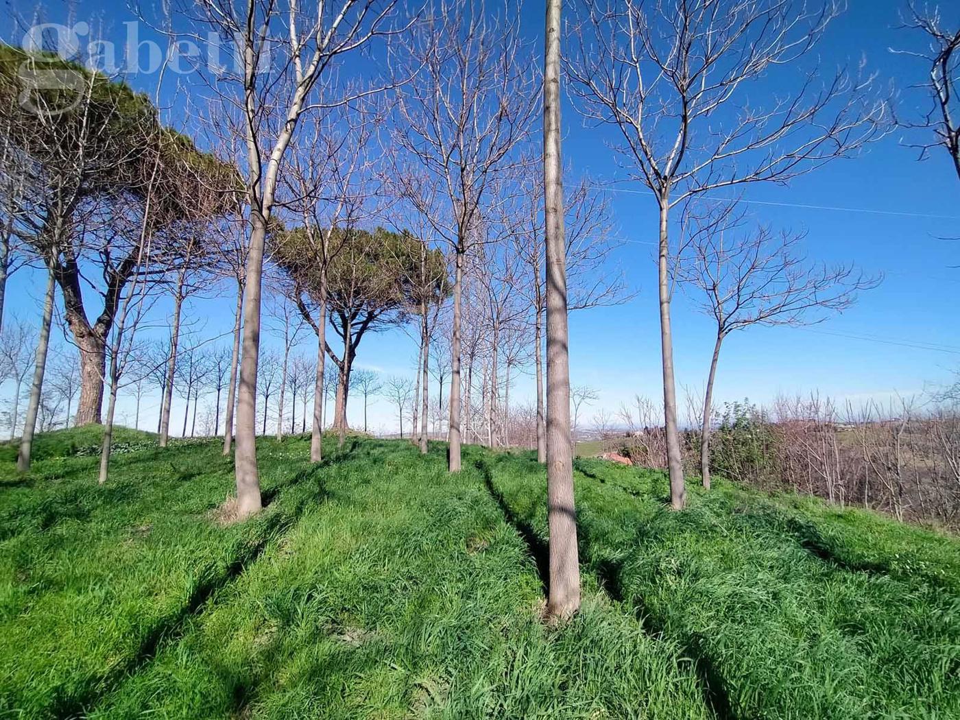 Rustico da ristrutturare a Corinaldo