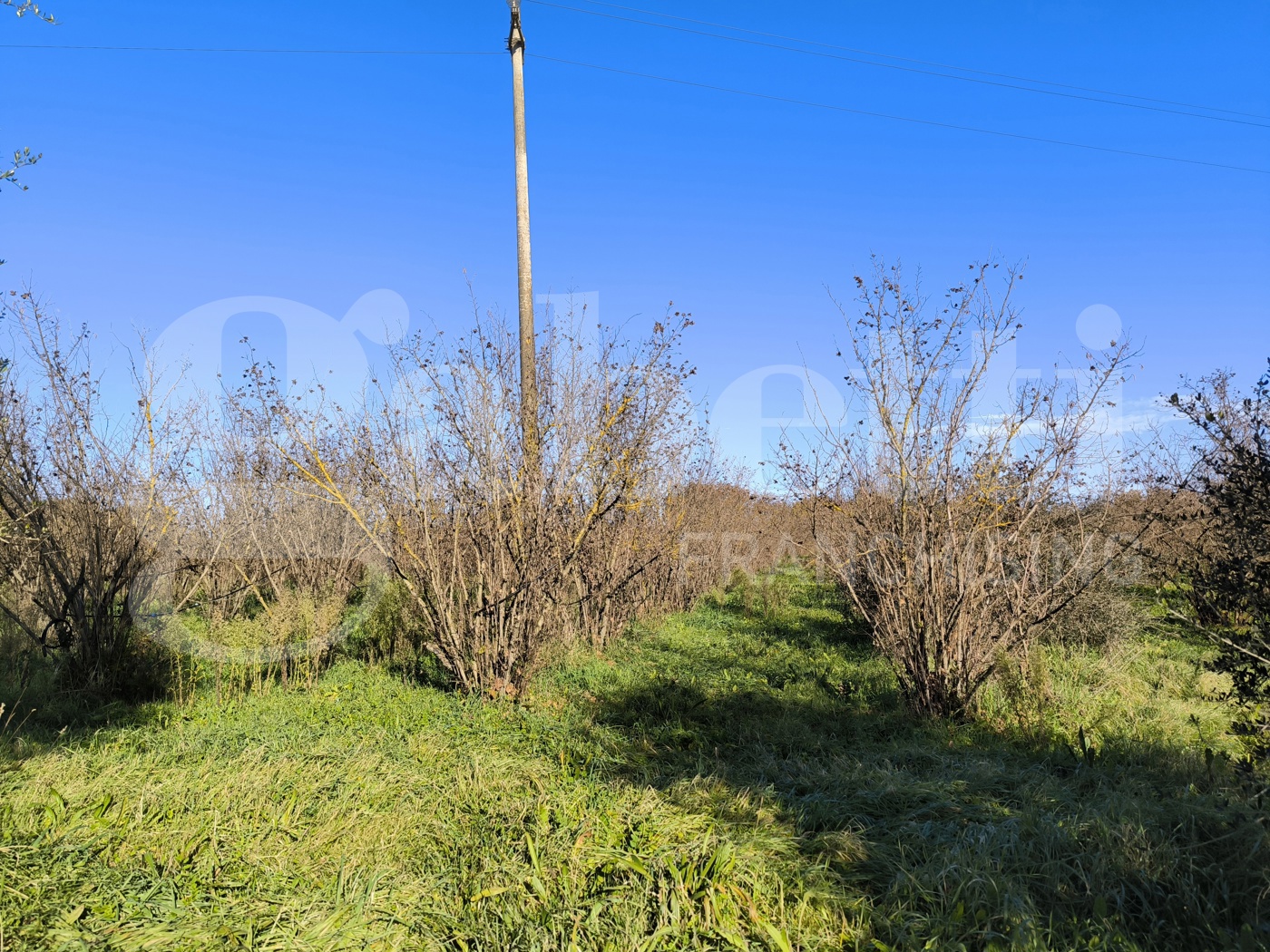 Terreno Agricolo in vendita a Gallese