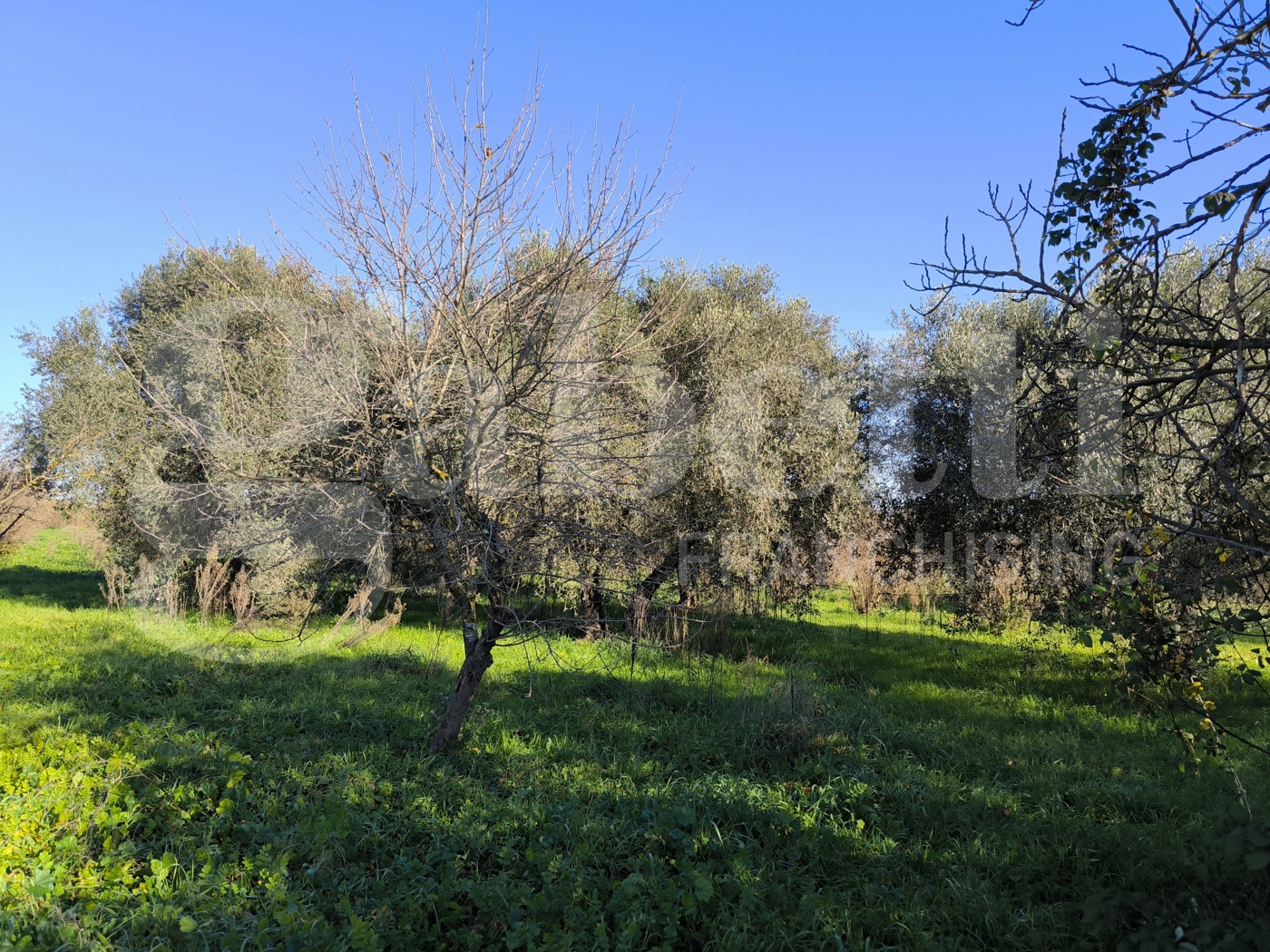 Terreno Agricolo in vendita a Gallese
