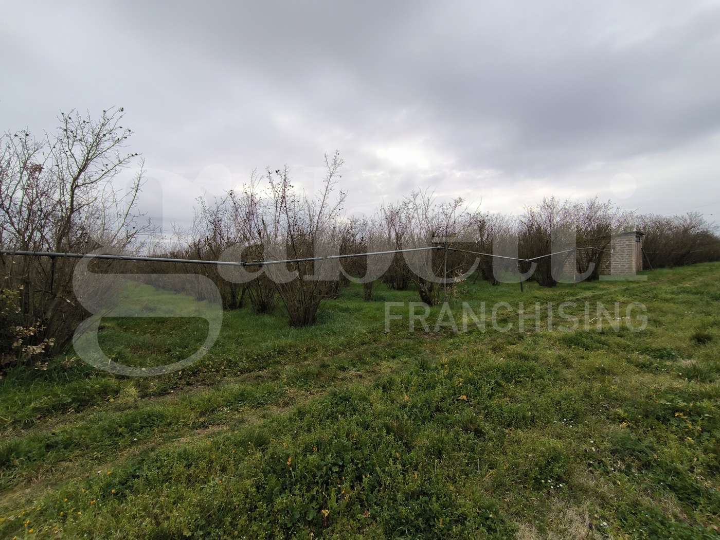 Terreno Agricolo in vendita a Corchiano