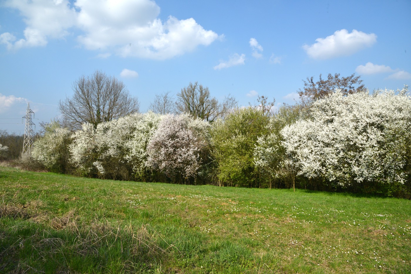 Villa Bifamiliare con giardino a Asti
