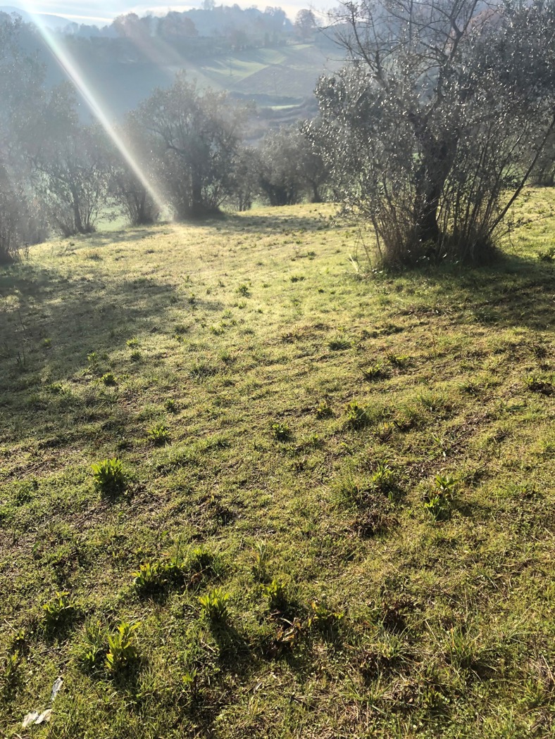 Terreno Edificabile in vendita a Terni